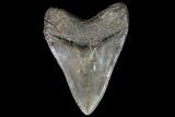 Fossil Megalodon Tooth - Georgia #76467-2